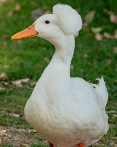 white crested duck 