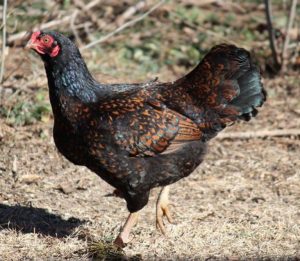 dark cornish chickens for sale