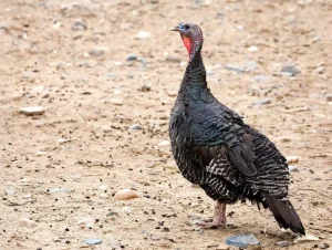 standard bronze turkey for sale