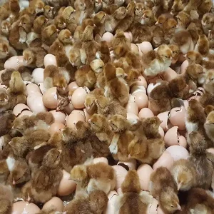 rhode island red hatching eggs for sale 3