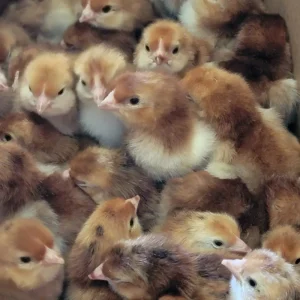 rhode island red hatching eggs for sale 2