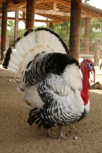 royal palm turkey for sale 1