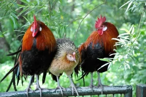 red jungle fowl chicken for sale