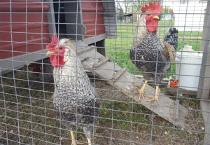 cream legbar chickens for sale