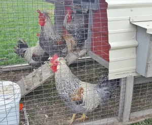 cream legbar chickens for sale 3