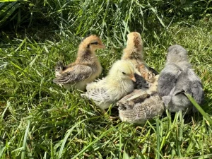 american serama chickens for sale 1