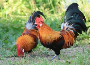 red jungle fowl chicken for sale