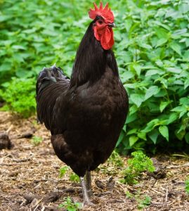 black jersey giant chickens for sale