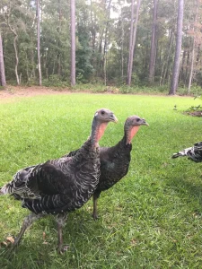 standard bronze turkey for sale 2