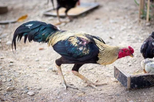 thai fighting rooster for sale 1