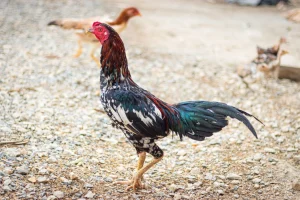 thai fighting rooster for sale