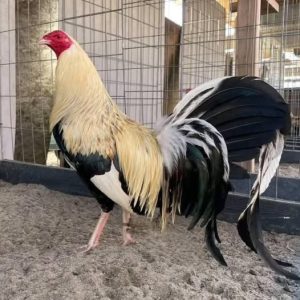joe goode grey gamefowl for sale 1