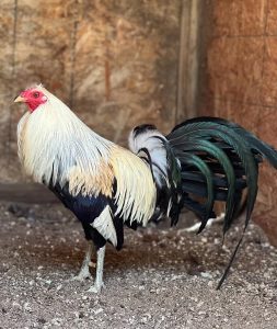 joe goode grey gamefowl for sale