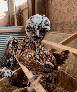 Tolbunt Polish Chickens 2