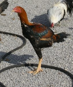 malay gamefowl for sale 3