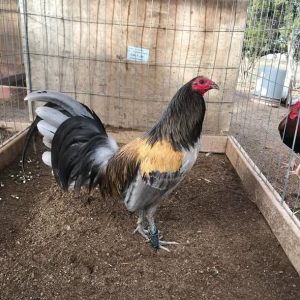 Blue Mug Roosters For Sale