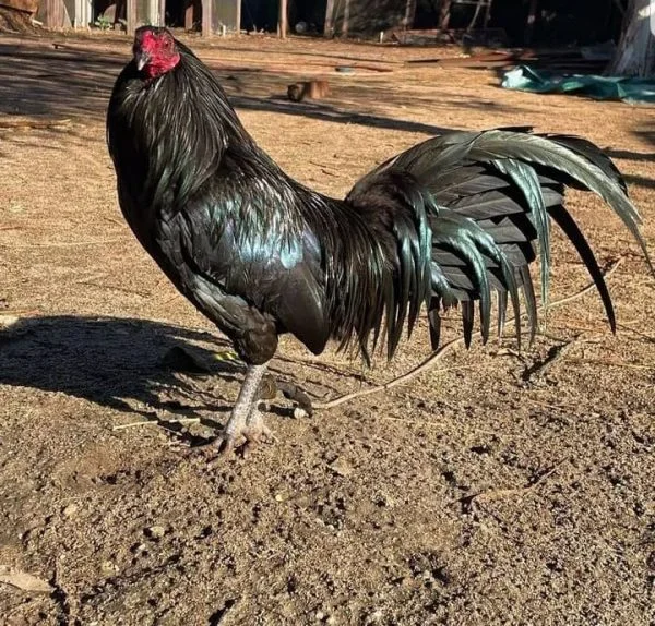 war horse rooster for sale