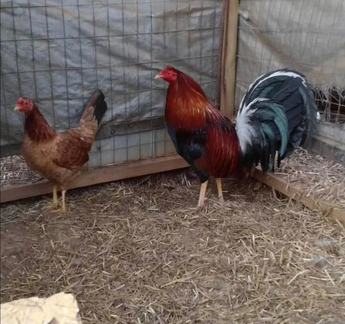 boston roundhead gamefowl for sale