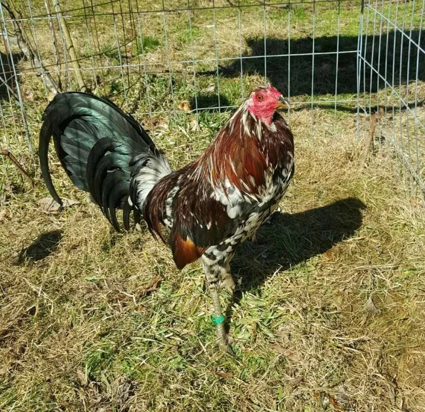 spangled game roosters for sale