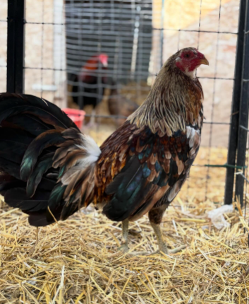 grey hennie rooster for sale