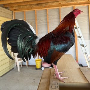 Pure Grey Rock Roundhead cock
