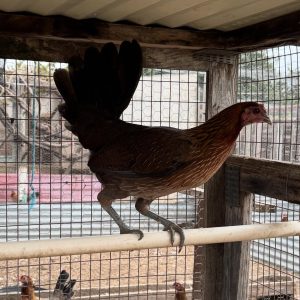 Pure Ruble Hatch Pullet for Sale