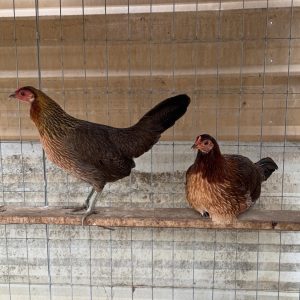 Ruble Hatch Hens for Sale