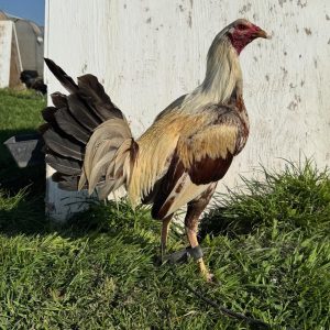 Pure Golden Coco Cock for Sale