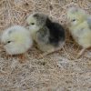 light brahmas chicks