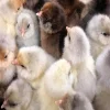 Baby Chicks: Easter Egger Bantam