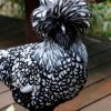 silver laced polish chickens
