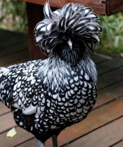 silver laced polish chickens