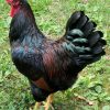 barnevelder roosters