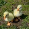 White Chinese Goslings