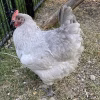 lavender chicken for sale5