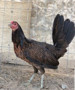 black hatch hen gamefowl for sale