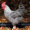 cuckoo marans rooster