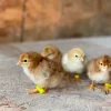 rir chicks for sale