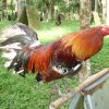 gerrard hatch gamefowl for sale
