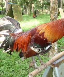 gerrard hatch gamefowl for sale