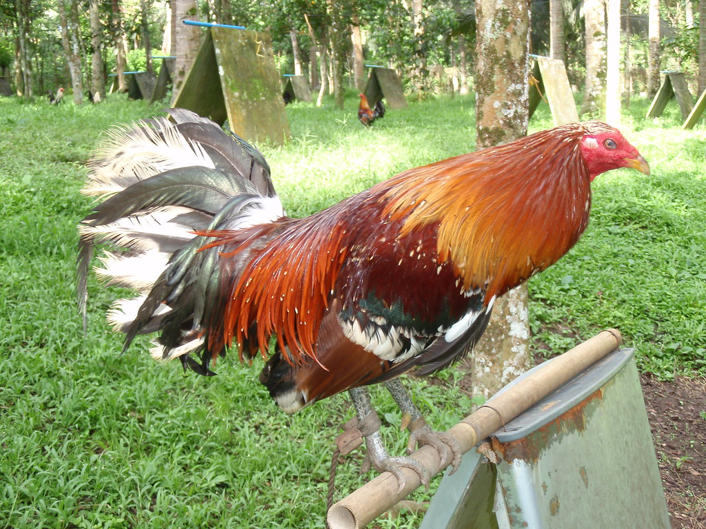 gerrard hatch gamefowl for sale gerrard hatch gamefowl for sale