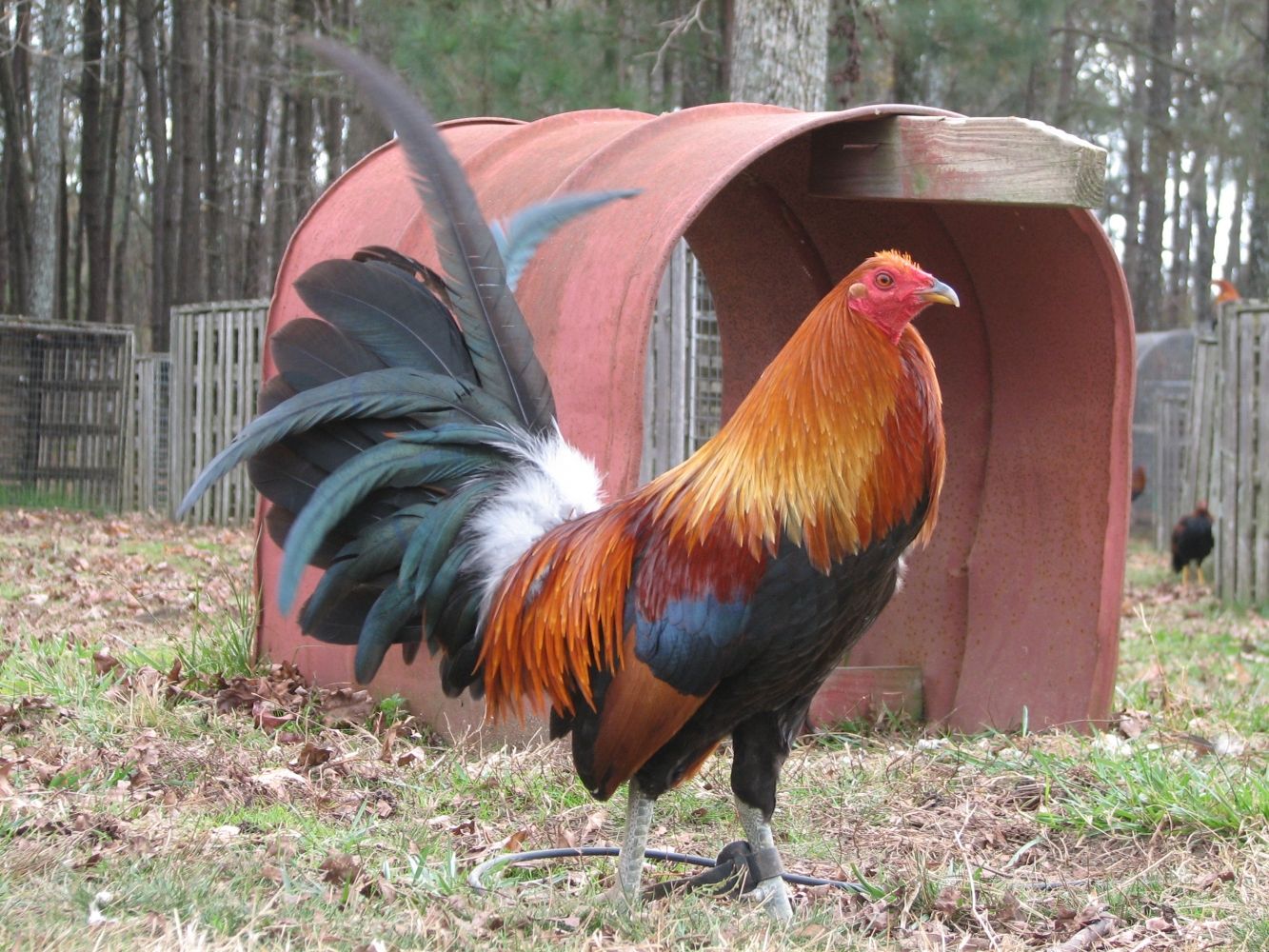 Blueface Hatch cock Blueface Hatch cock