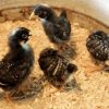 Barred Plymouth Rock Chicks