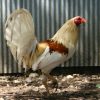 American Gamefowl