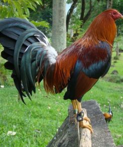 kelso gamefowl for sale 2