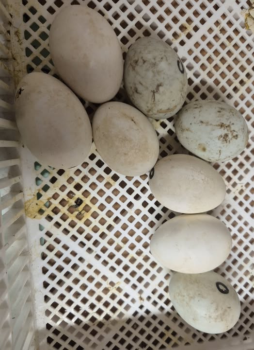 fertile Buff Orpington duck hatching eggs fertile Buff Orpington duck hatching eggs
