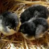 black australorp chicks for sale