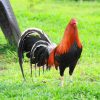 kelso gamefowl for sale