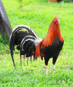 kelso gamefowl for sale