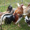 whitehackle gamefowl for sale 1